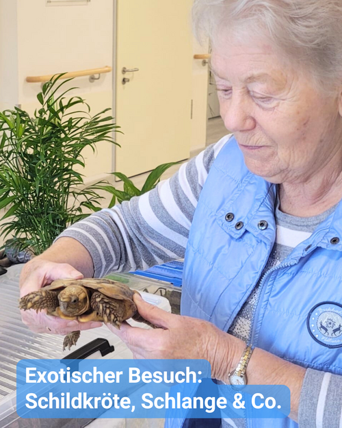 Seniorin hält eine Schildkröte. Bildbeschriftung: Exotischer Besuch: Schildkröte, Schlange & Co.